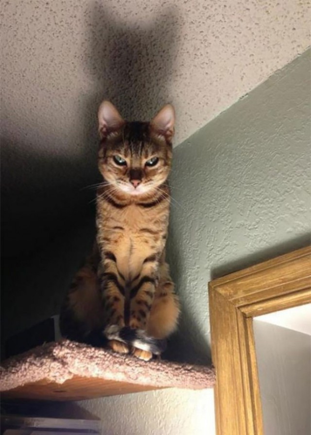 Коты и Кошки