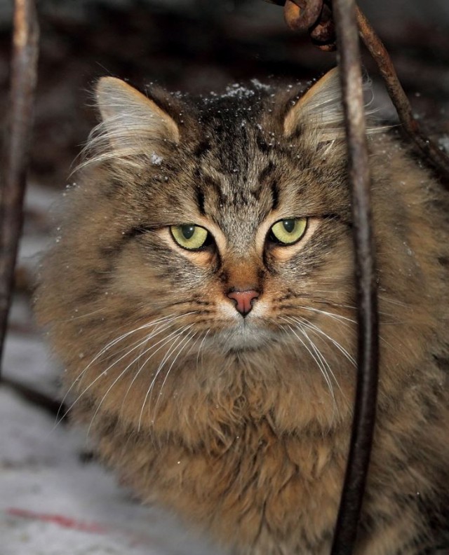Коты и Кошки