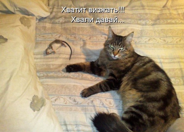 Почему кошки приносят пойманных мышей хозяевам?