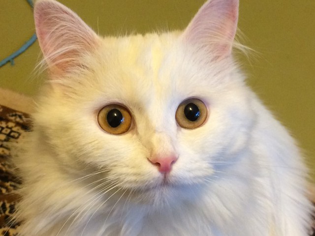 Коты и Кошки