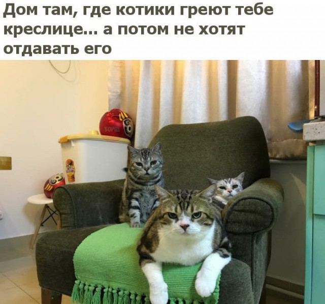 Коты и Кошки