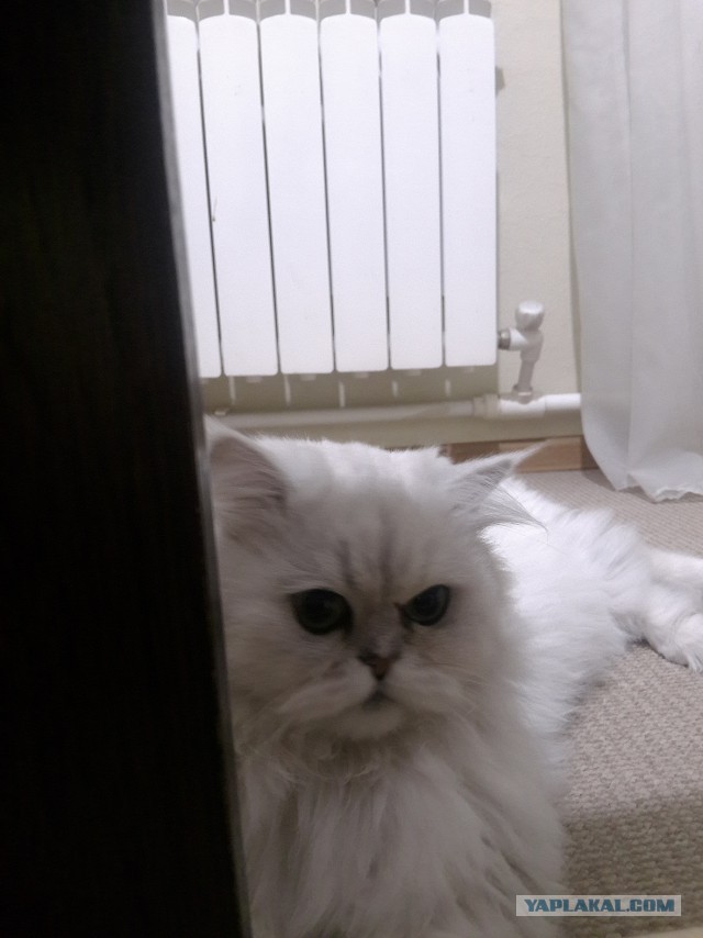Котовторник  05.12.2017