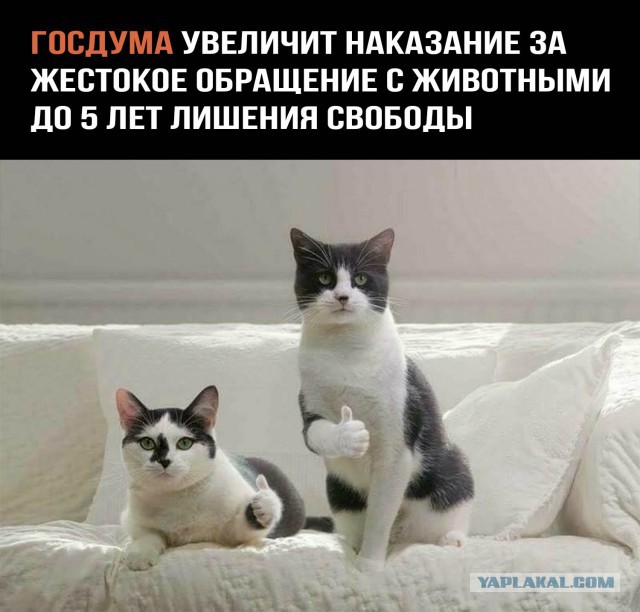 Живодерки из Хабаровска