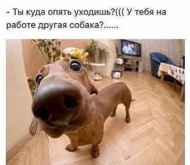 Приходи ко мне лечиться и корова, и волчица! Тема о буднях ветеринарных врачей.