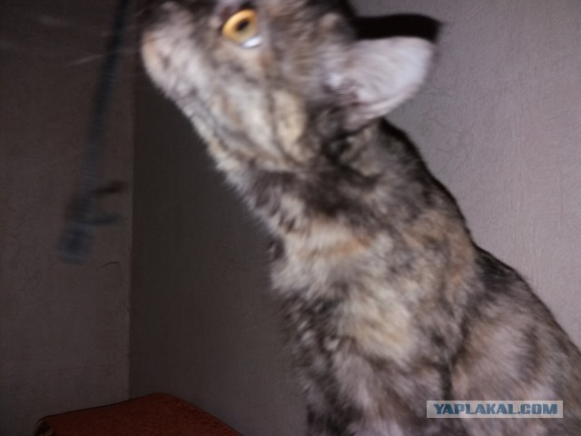 Котовторник 9.01.2018