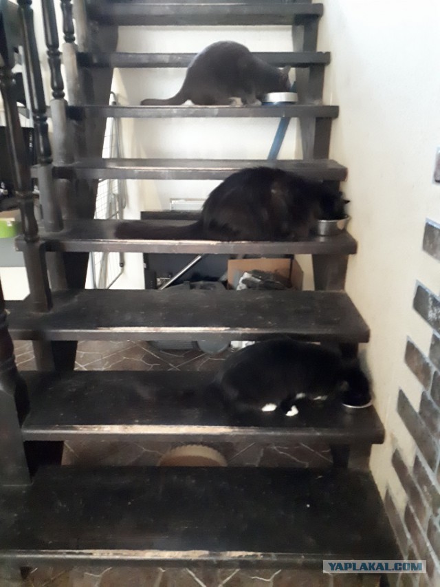 Котовторник  06.03.2018