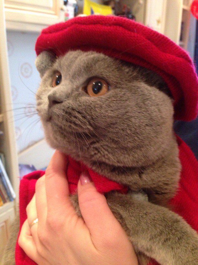 Подборка настоящих котов