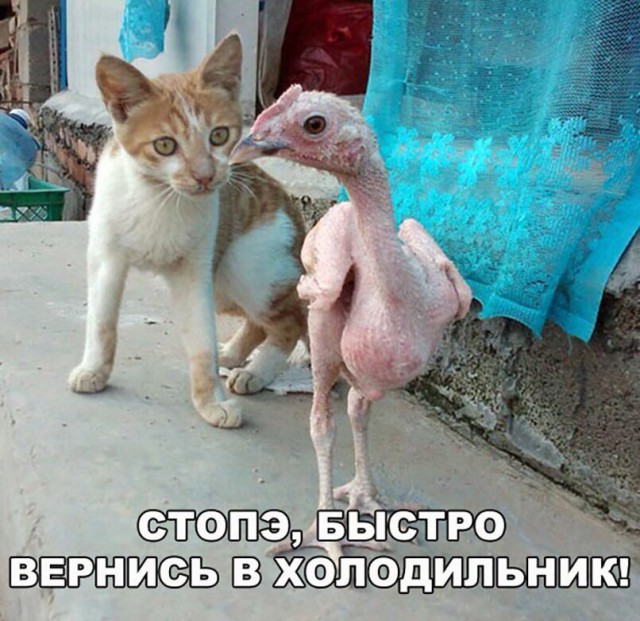 Нестандартный юмор
