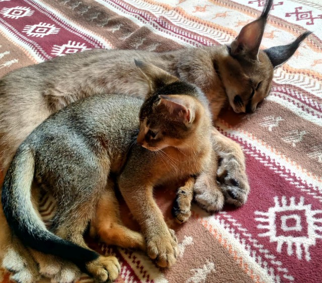 Котовторник  12.06.2018