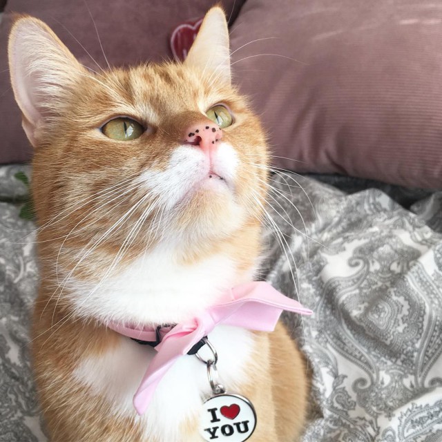 Прикольных котов пост