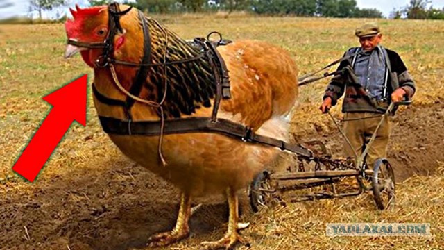 27 обычных на первый взгляд вещей, которые оказались неожиданно большими