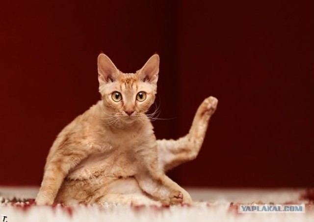 Котопятница
