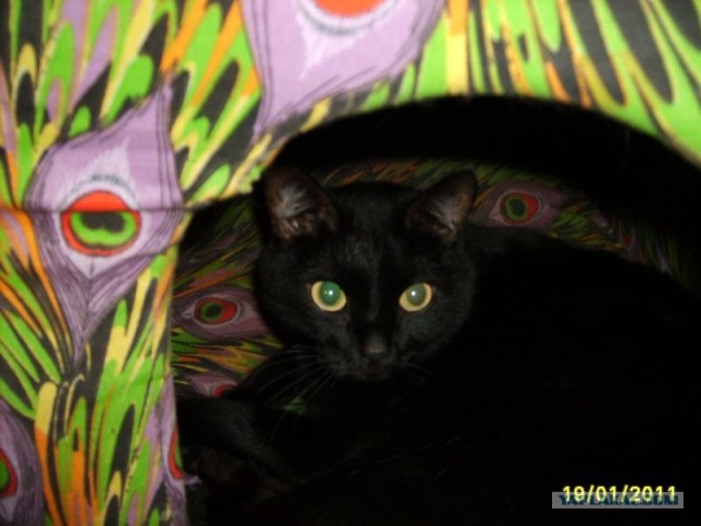 Котовторник 25.01.2011