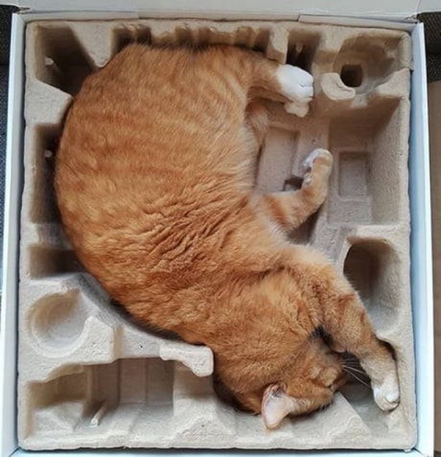 Прикольных котов пост