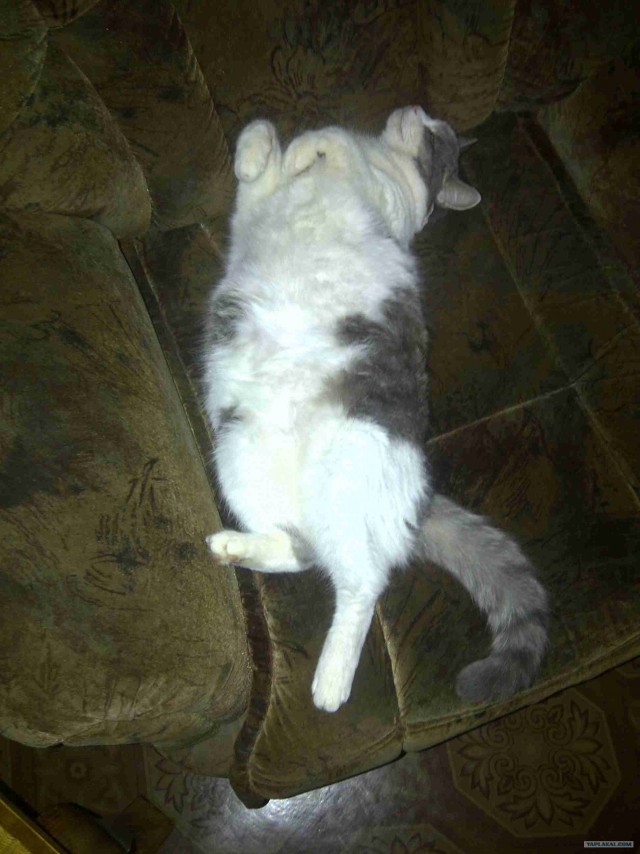 Котовторник так котовторник!