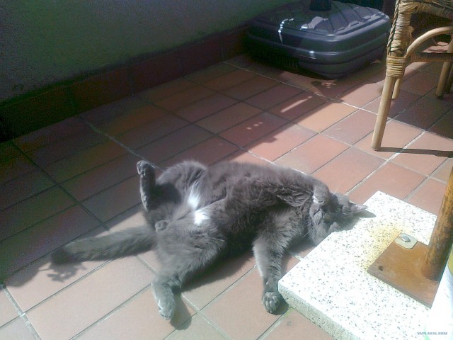 Котовторник 22.11.11