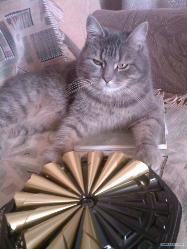 Котовторник 27.12.11