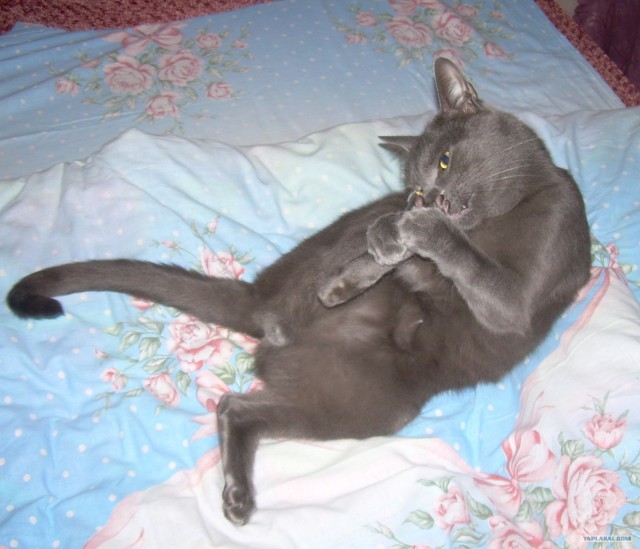 Котовторник (10.01.2012)