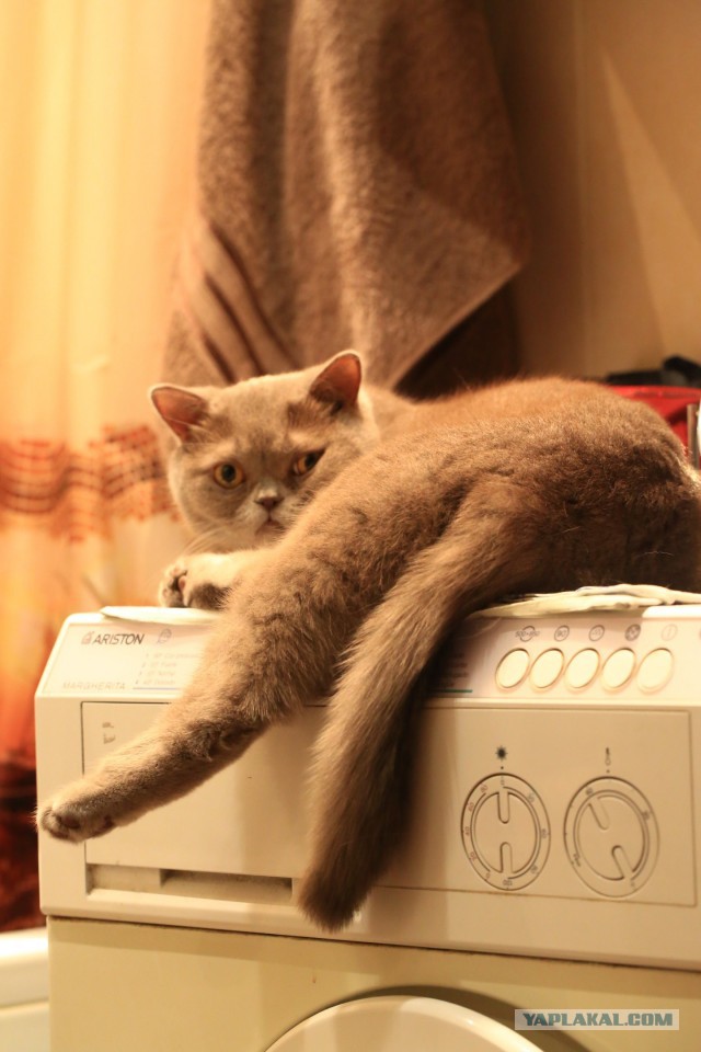 К котовторнику. Почему дома нужен котик