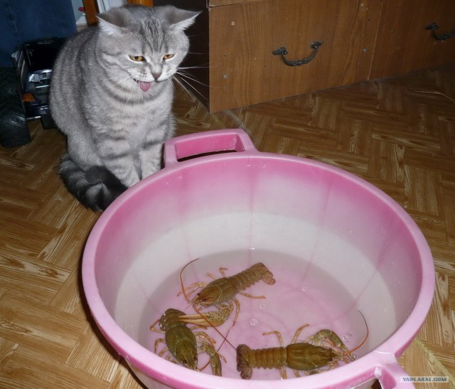 КОТОВТОРНИК (6.03.2012)