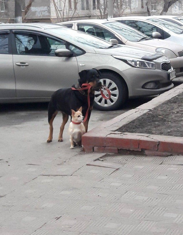 Живность из сети