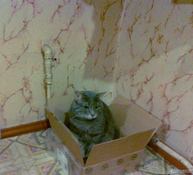 Котовторник 10.04.2012