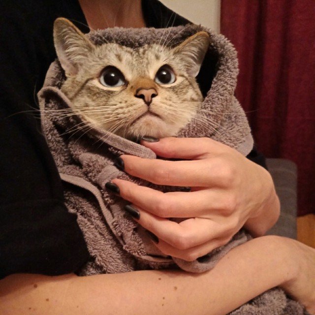 Прикольных котов пост