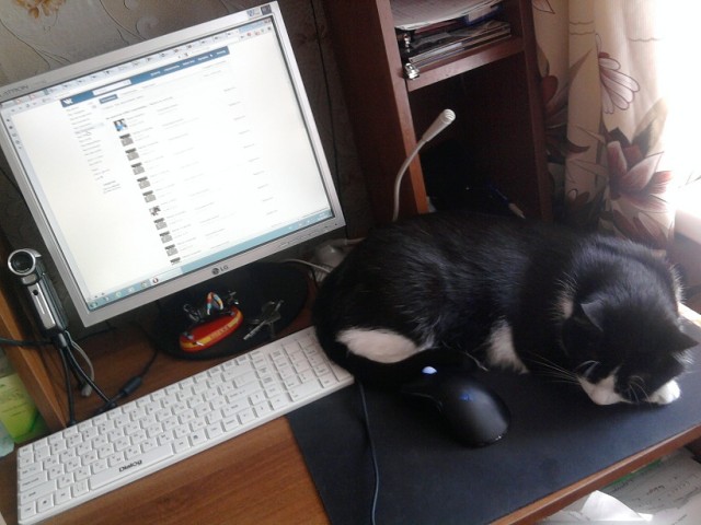 Котовторник 07.08.2012