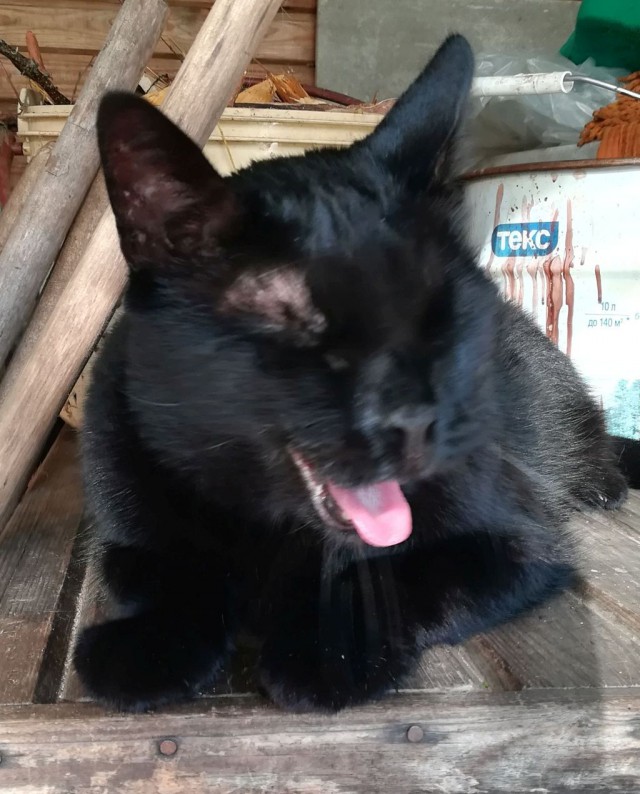 Котовторник 29.01.2019!