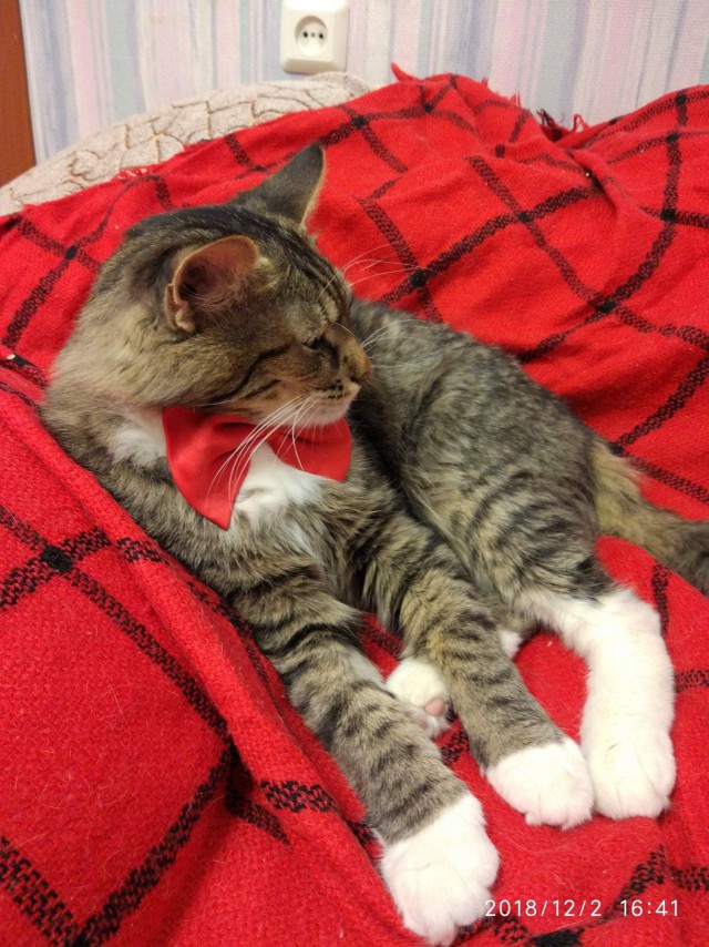Прикольных котов пост