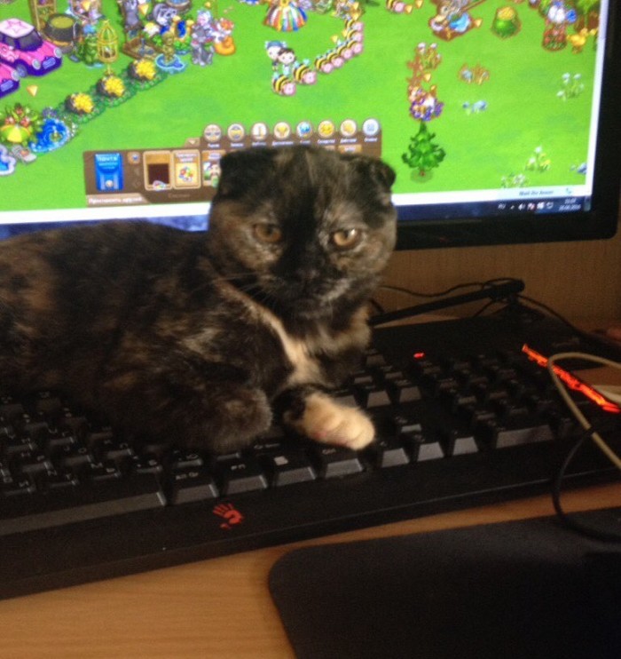 Начнем котоФторник?