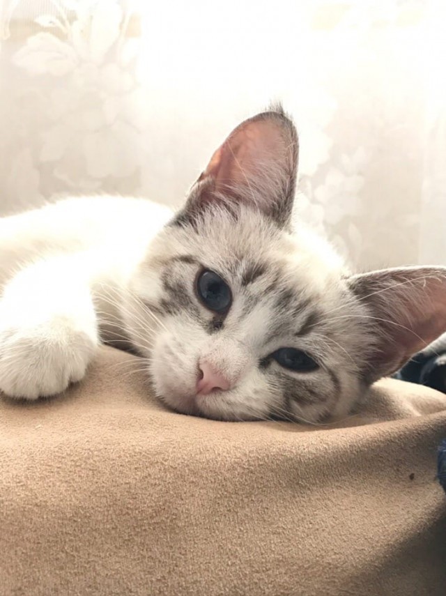 Коты из сети