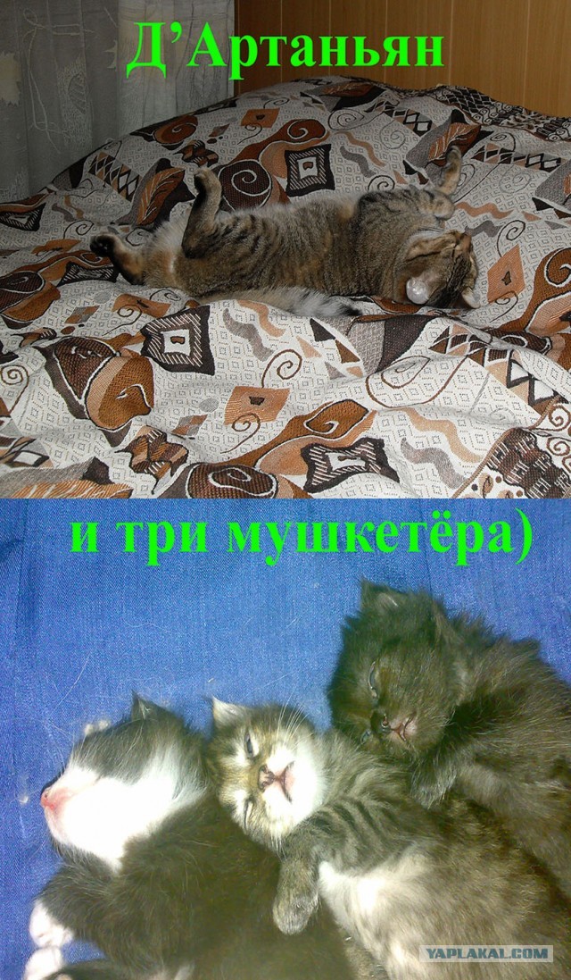 Шерстяные они такие