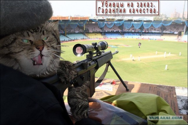 Злой кот