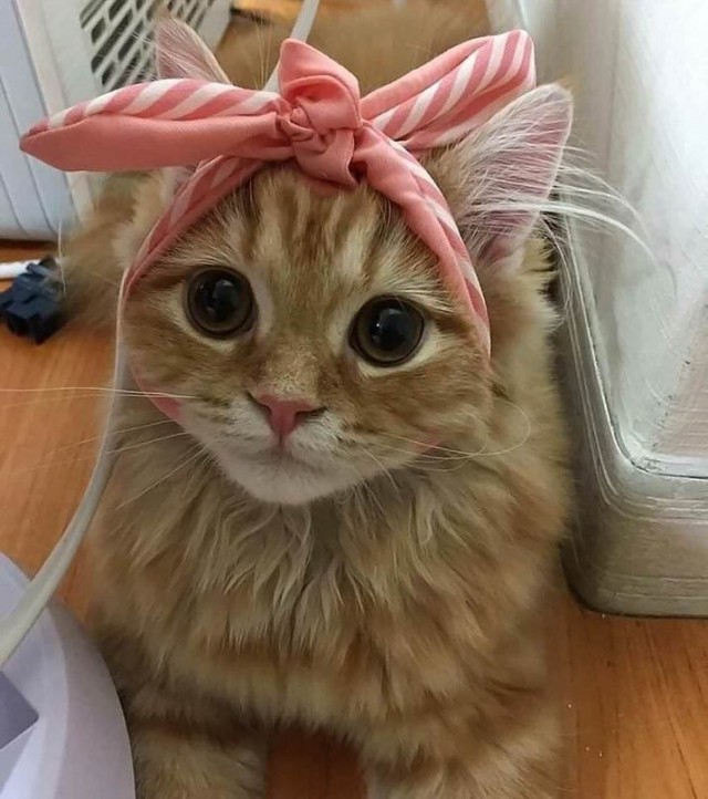 Эти забавные животные