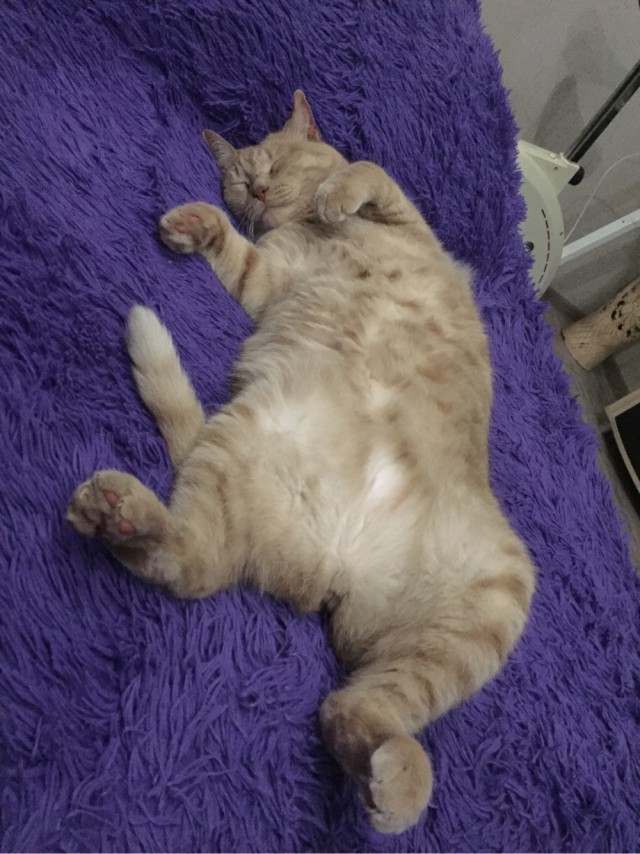 "Удоли!" Дурацкие фото котеек, которые они просили не показывать