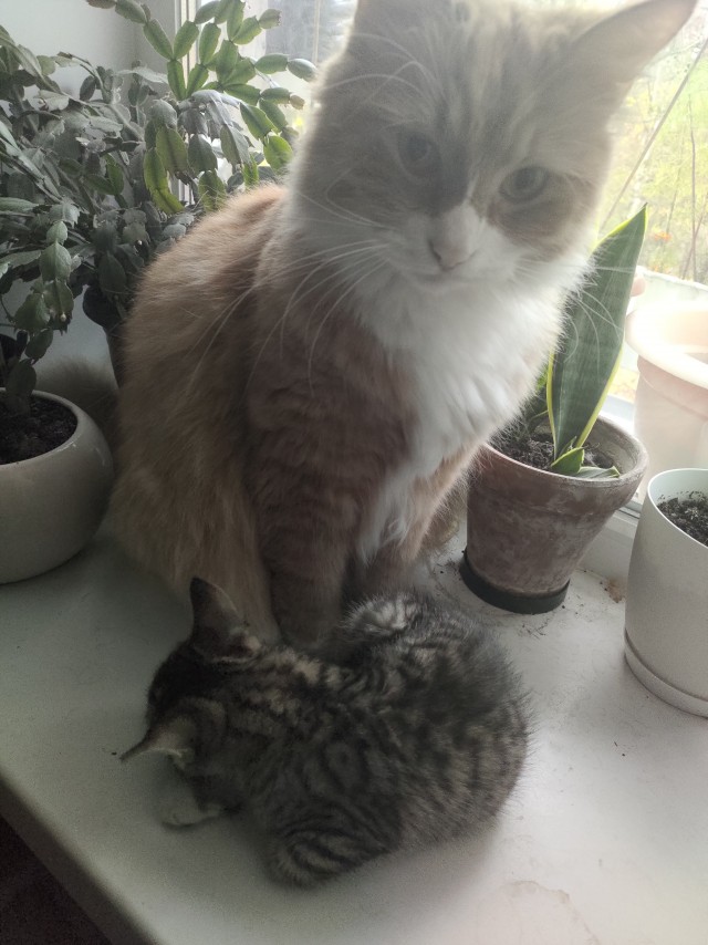 Котодед.