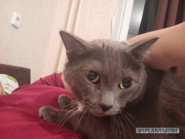 Картинки с надписями и котами