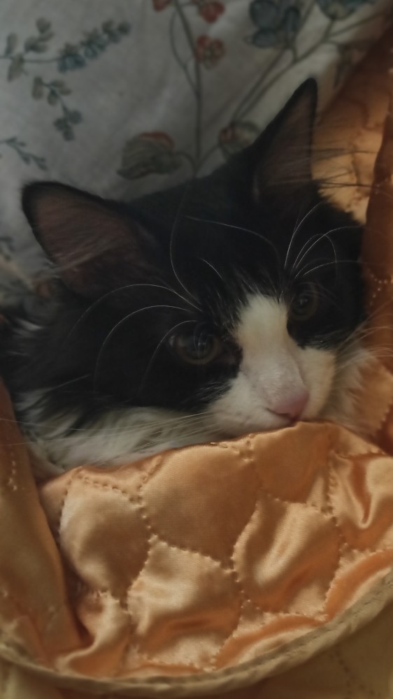 Котаны с забавным окрасом
