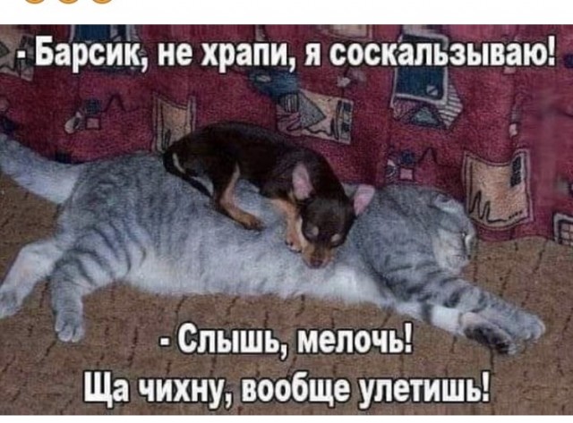 Всех кошатников с Праздником!