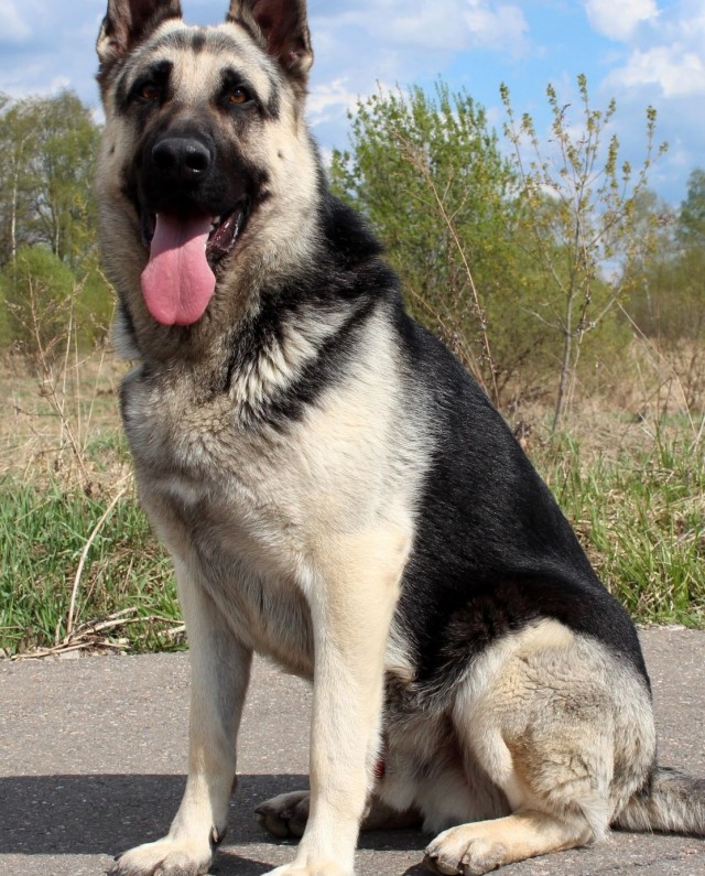 В Севастополе доберман набросился на хозяйку приюта бродячих собак, он покусал женщину и случайного прохожего