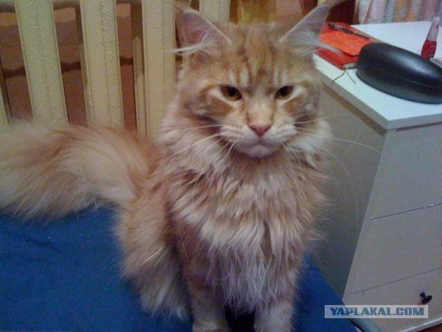 Новая хозяйка (к котовторнику)
