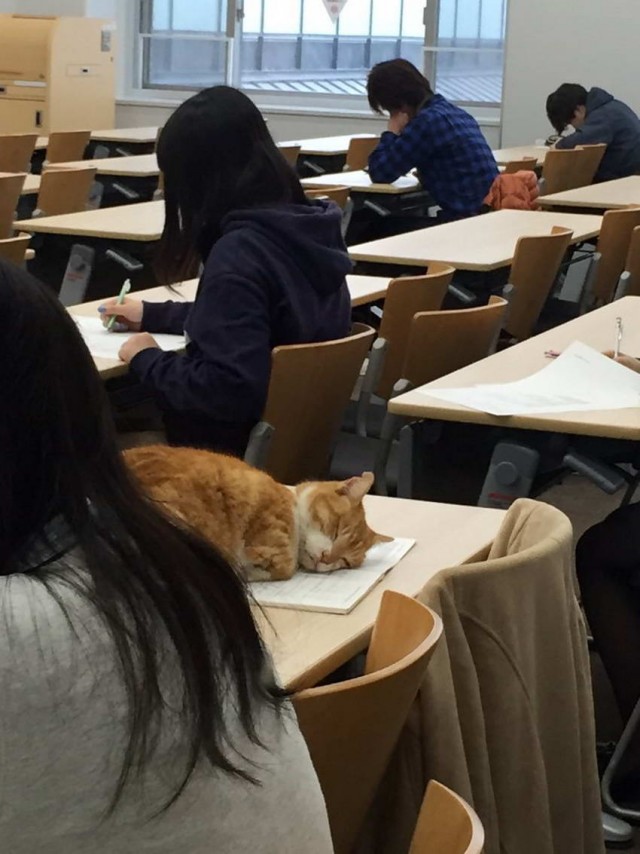 Коты, которые чихать хотели на ваше личное пространство
