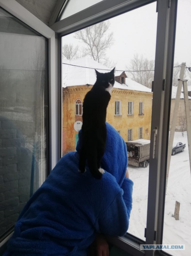 Господа и дамы ЯПа! Котовторник у нас начался! Отойдите от политоты и давайте котиков побольше!