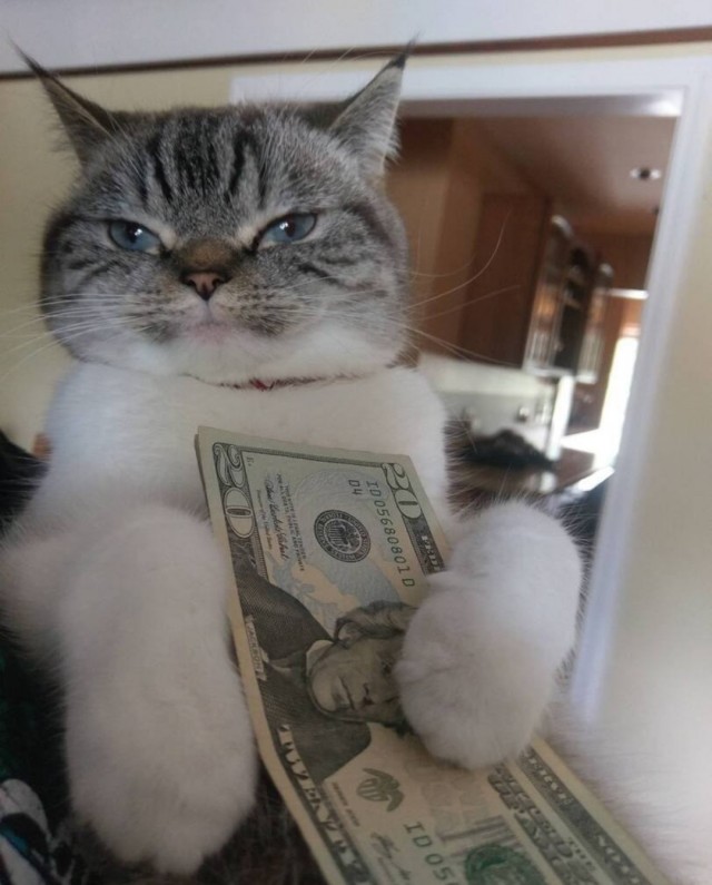 Объясняю коту о пользе гречки