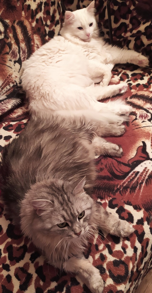 А это мой котан к котовторнику