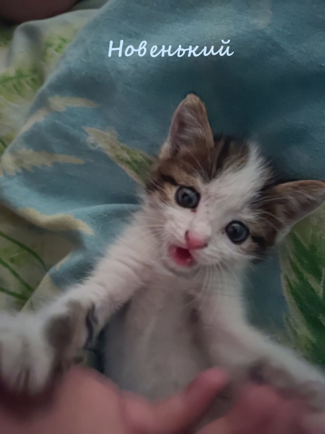 Жизнь домашнего приюта "Котоленд" 335