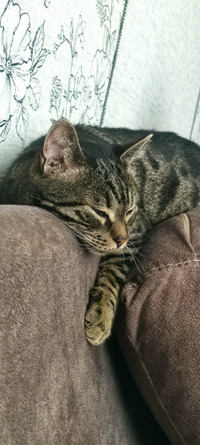 Котовторник. Немного сицилийских котов.