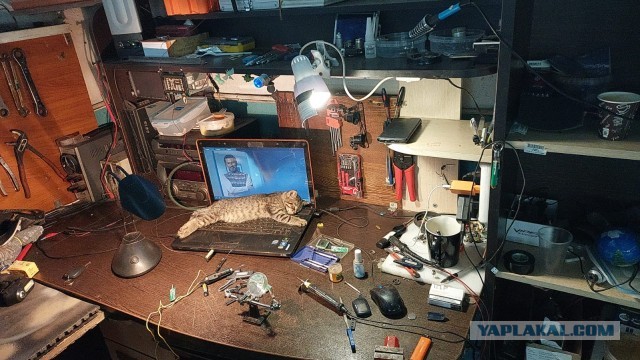 Работаешь? Все равно поиграй с котейкой!