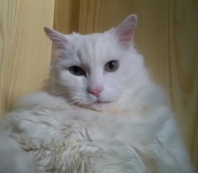 Вторник, сэр кот